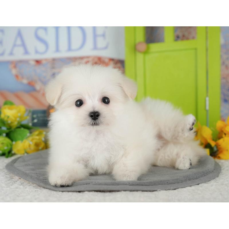 販売中の千葉県のミックス犬-427442の7枚目