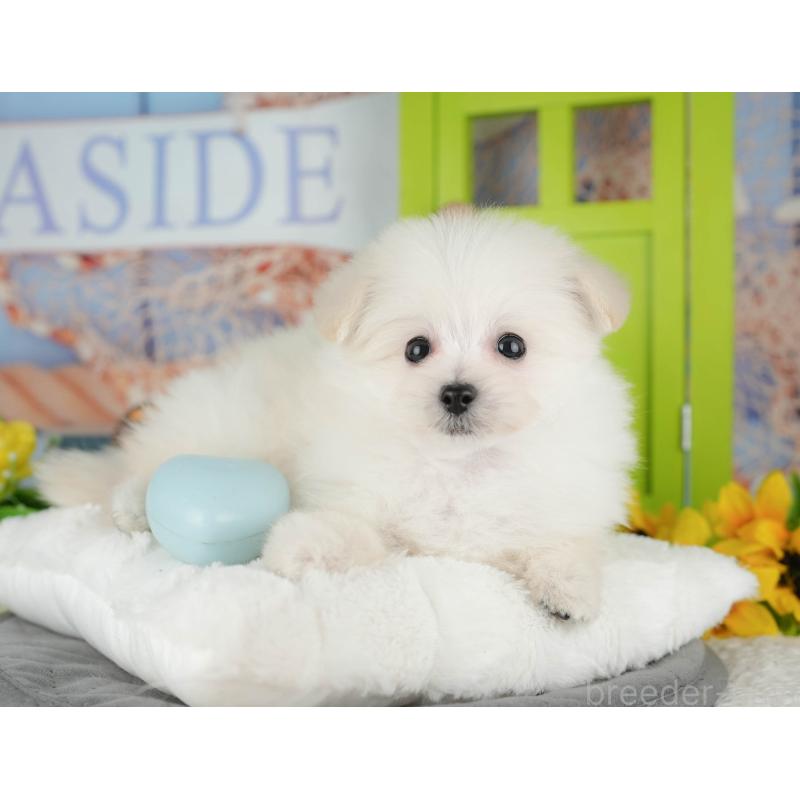 販売中の千葉県のミックス犬-427442の6枚目