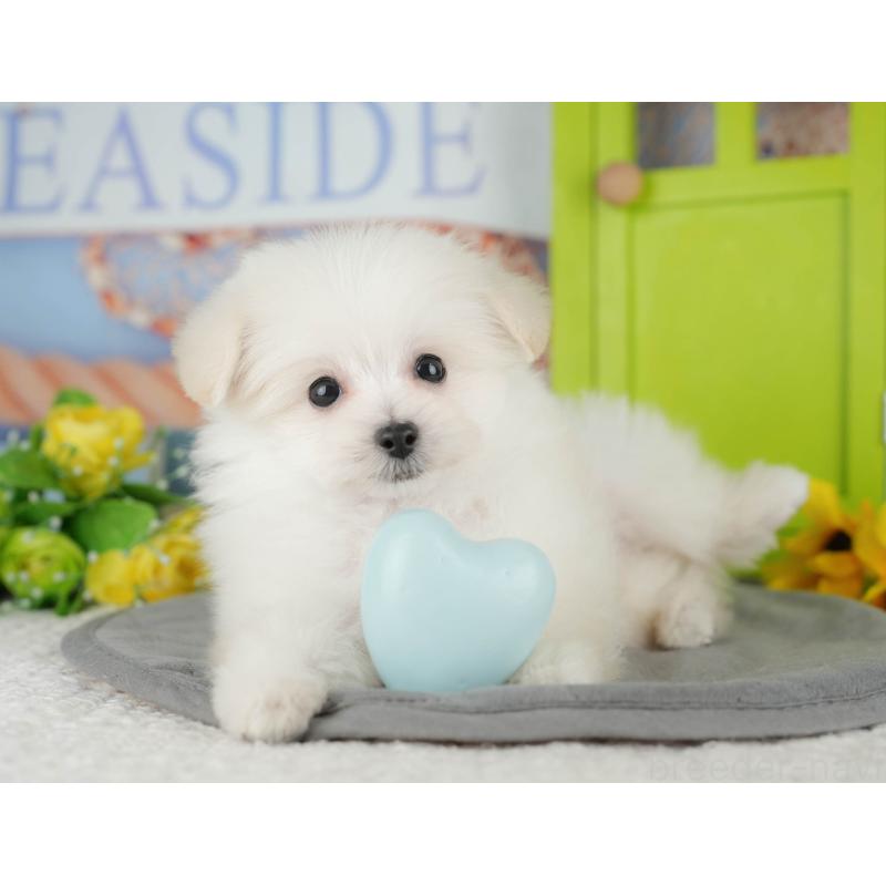 販売中の千葉県のミックス犬-427442の5枚目