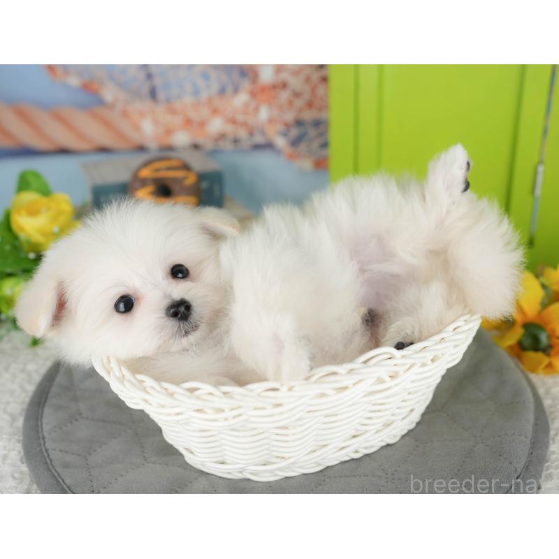 販売中の千葉県のミックス犬-427442の4枚目