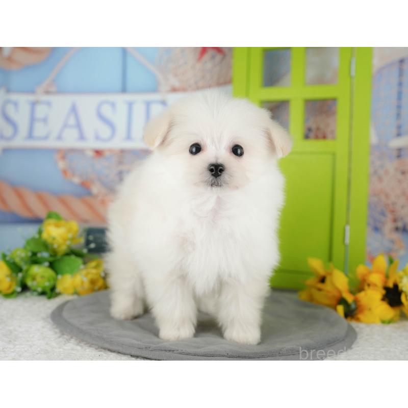 販売中の千葉県のミックス犬-427442の3枚目