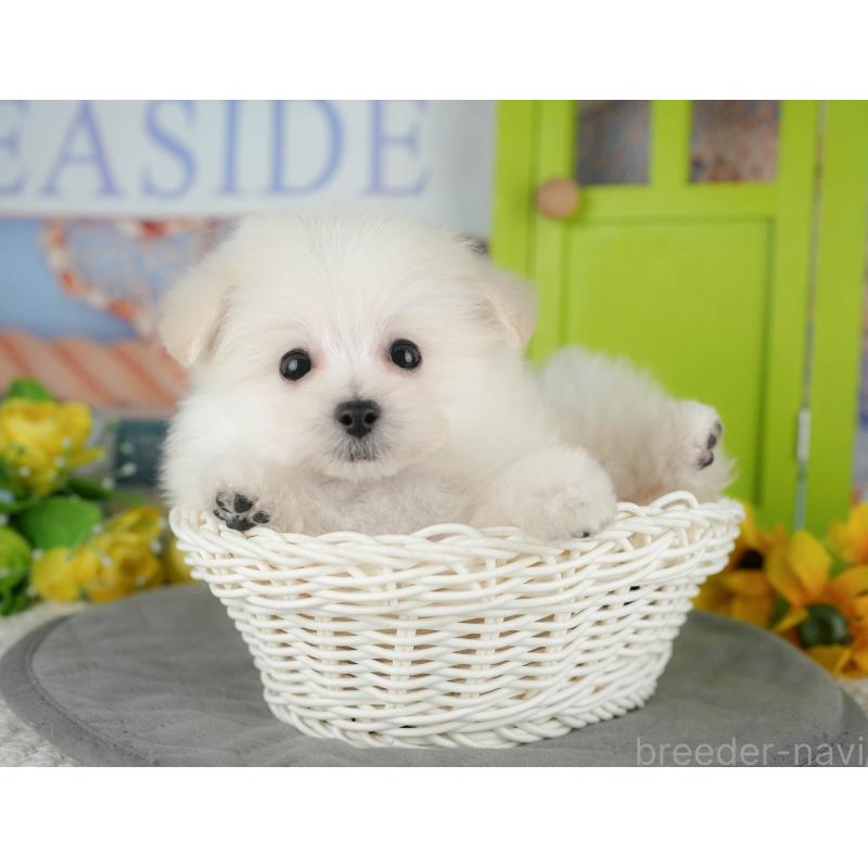 販売中の千葉県のミックス犬-427442の2枚目