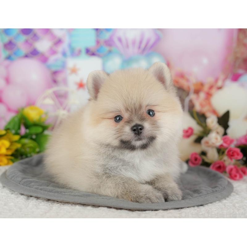 販売中の千葉県のポメラニアン-427428の11枚目