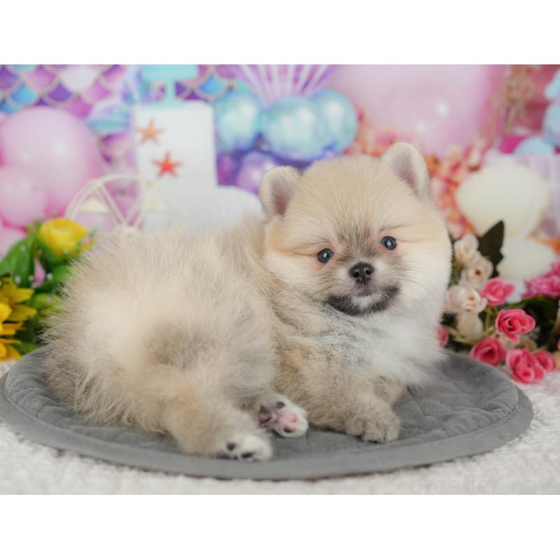 販売中の千葉県のポメラニアン-427428の10枚目