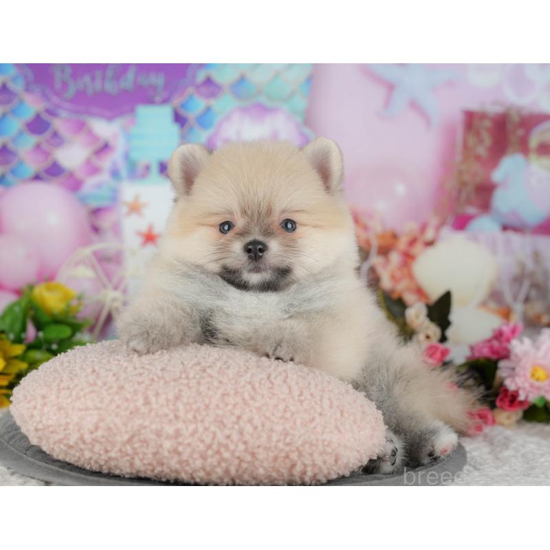 販売中の千葉県のポメラニアン-427428の9枚目