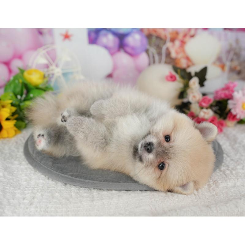 販売中の千葉県のポメラニアン-427428の8枚目