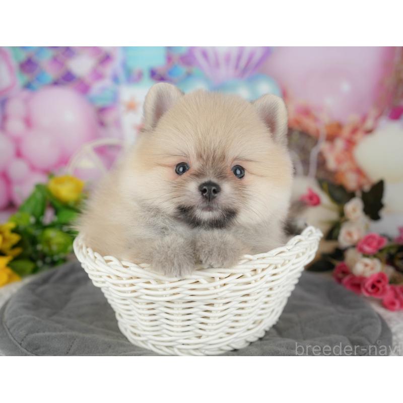 販売中の千葉県のポメラニアン-427428の7枚目