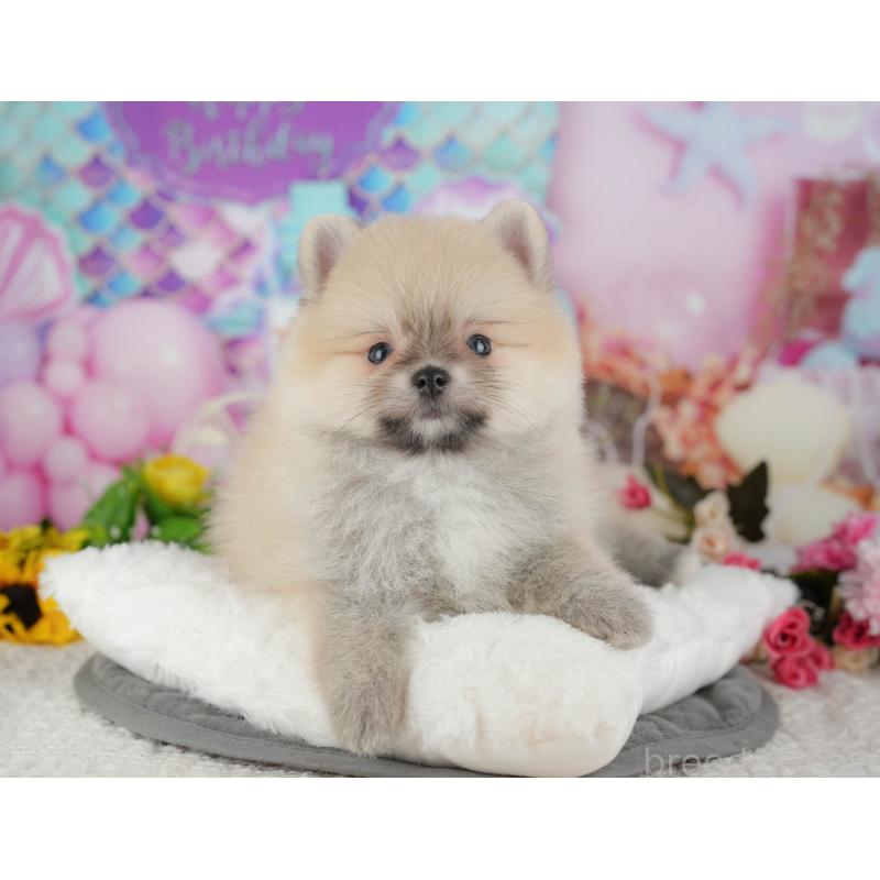 販売中の千葉県のポメラニアン-427428の6枚目