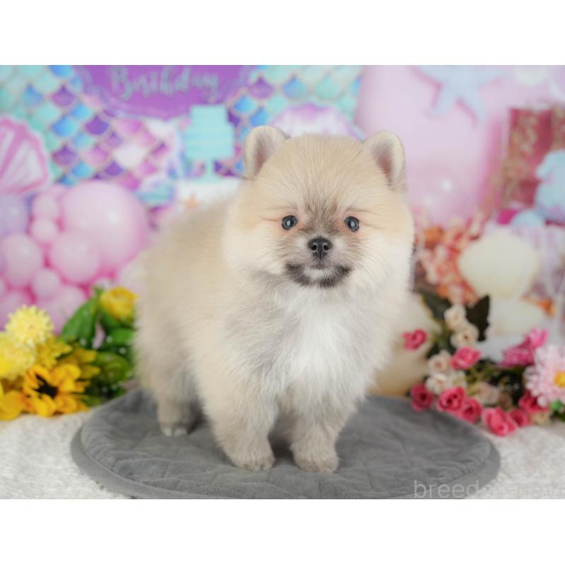 販売中の千葉県のポメラニアン-427428の5枚目