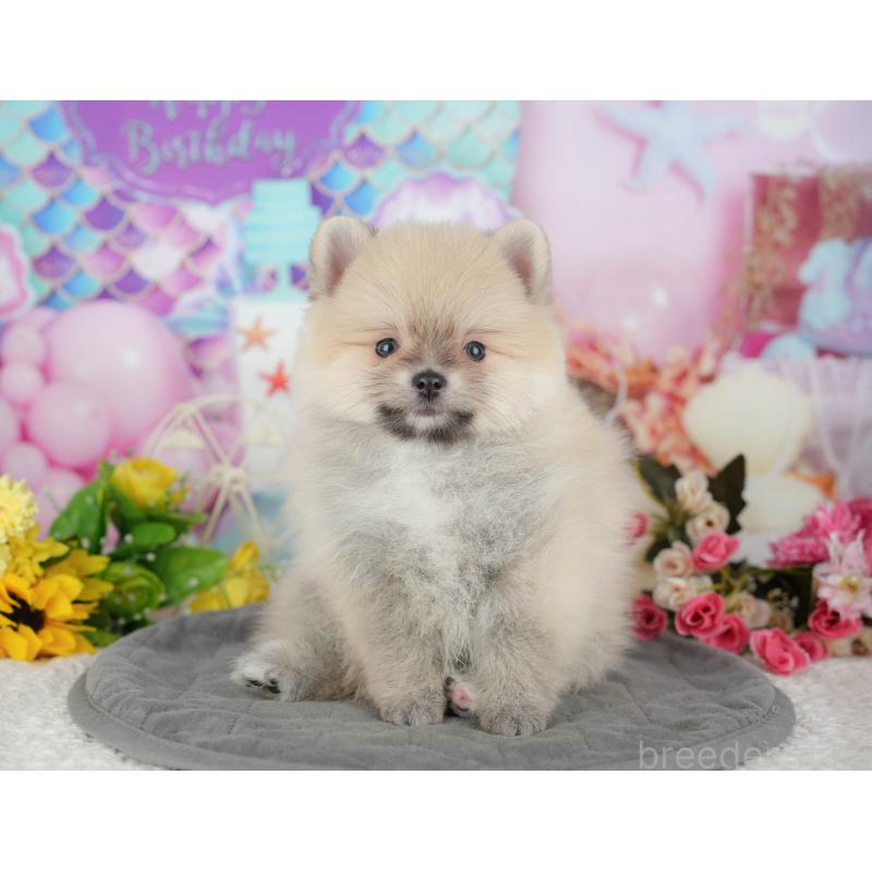 販売中の千葉県のポメラニアン-427428の4枚目