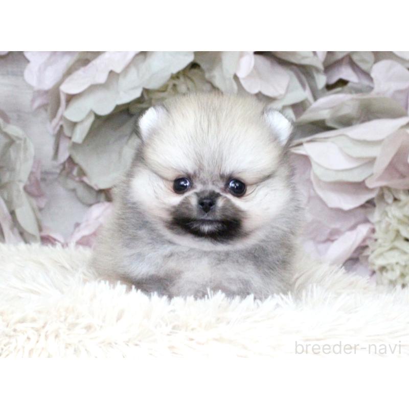 成約済の大阪府のポメラニアン-424565の8枚目