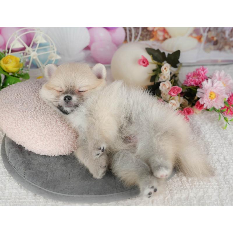 販売中の千葉県のポメラニアン-427428の3枚目