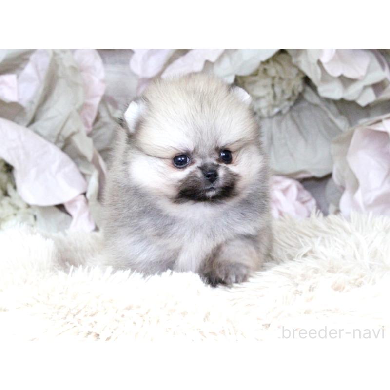 成約済の大阪府のポメラニアン-424565の5枚目