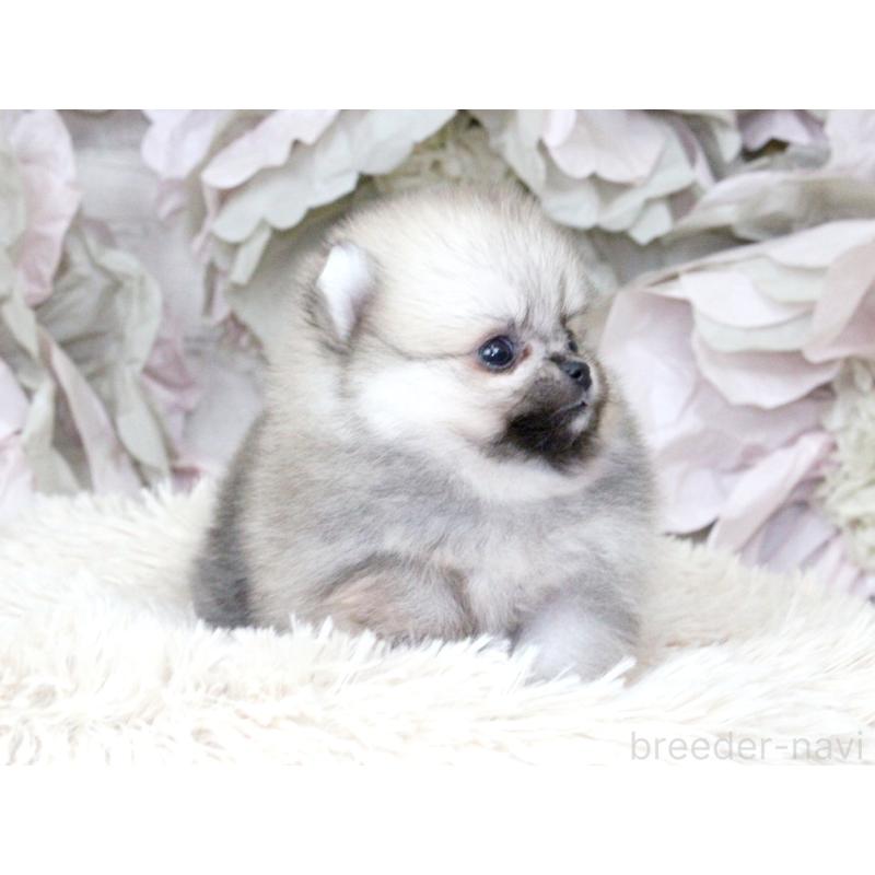 成約済の大阪府のポメラニアン-424565の4枚目