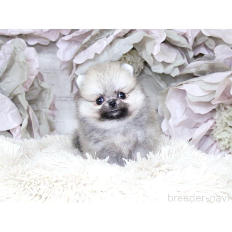 成約済の大阪府のポメラニアン-424565の3枚目