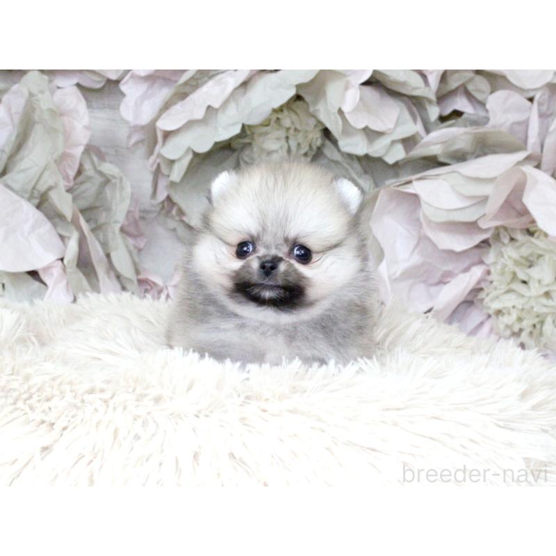 成約済の大阪府のポメラニアン-424565の2枚目