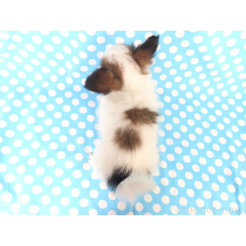 販売中の千葉県のパピヨン-419896の5枚目