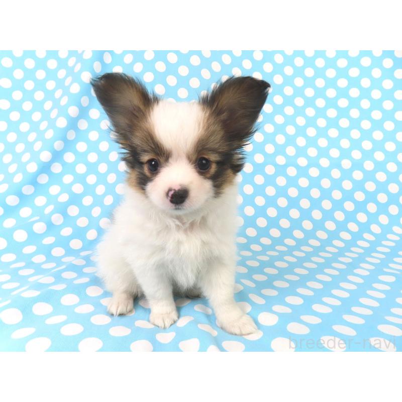 販売中の千葉県のパピヨン-419896の4枚目