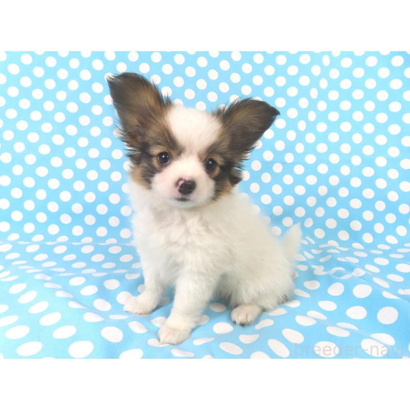 販売中の千葉県のパピヨン-419896の3枚目