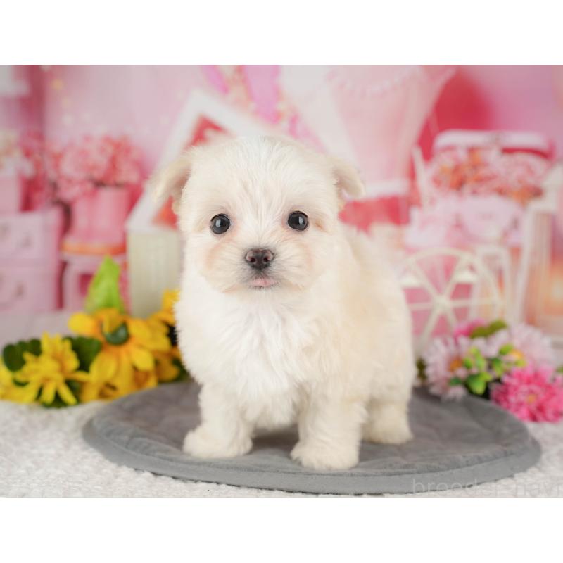 販売中の千葉県のミックス犬-427413の11枚目