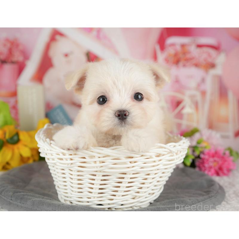 販売中の千葉県のミックス犬-427413の10枚目