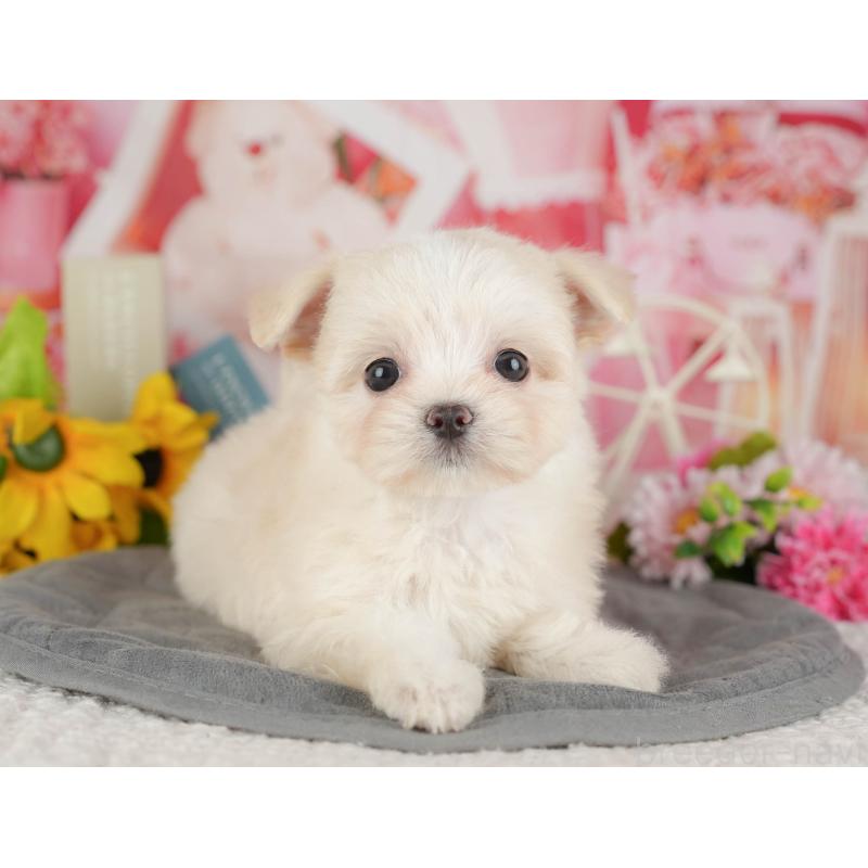 販売中の千葉県のミックス犬-427413の9枚目