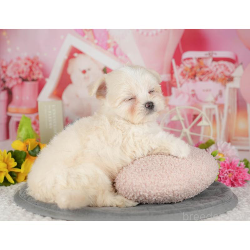 販売中の千葉県のミックス犬-427413の8枚目