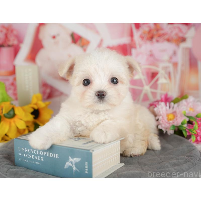 販売中の千葉県のミックス犬-427413の7枚目