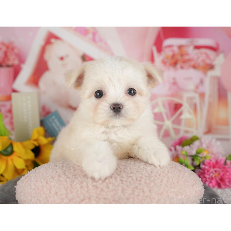 販売中の千葉県のミックス犬-427413の6枚目