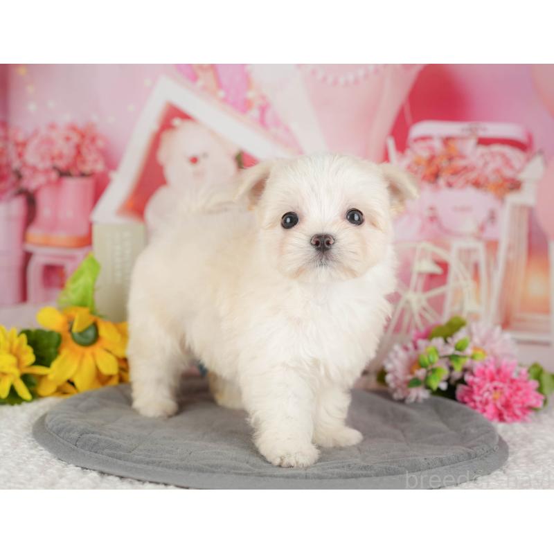 販売中の千葉県のミックス犬-427413の5枚目