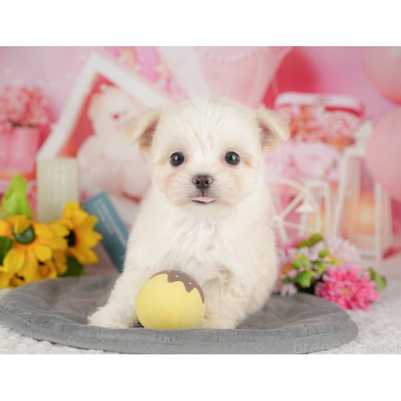 販売中の千葉県のミックス犬-427413の4枚目