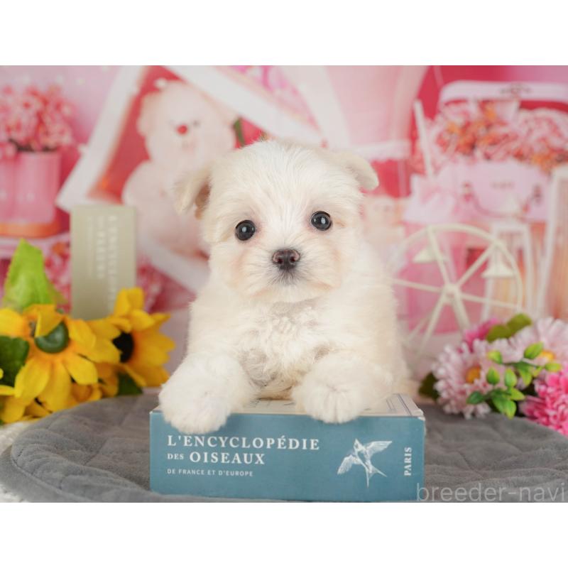 販売中の千葉県のミックス犬-427413の3枚目