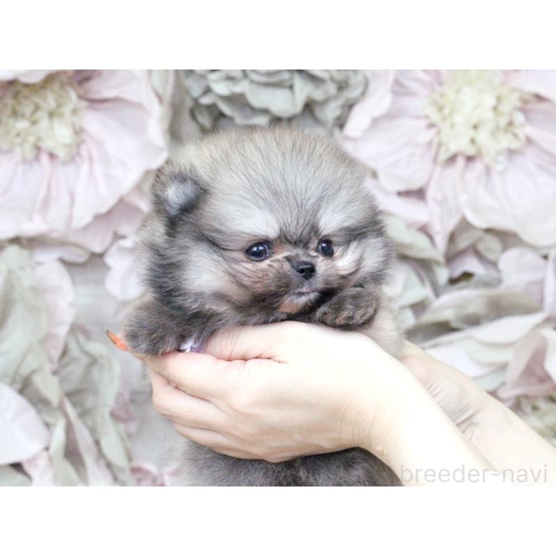 成約済の大阪府のポメラニアン-424564の9枚目