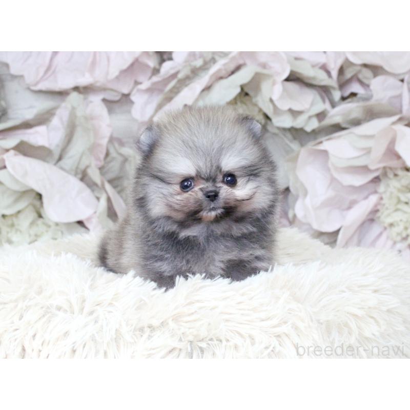 成約済の大阪府のポメラニアン-424564の8枚目