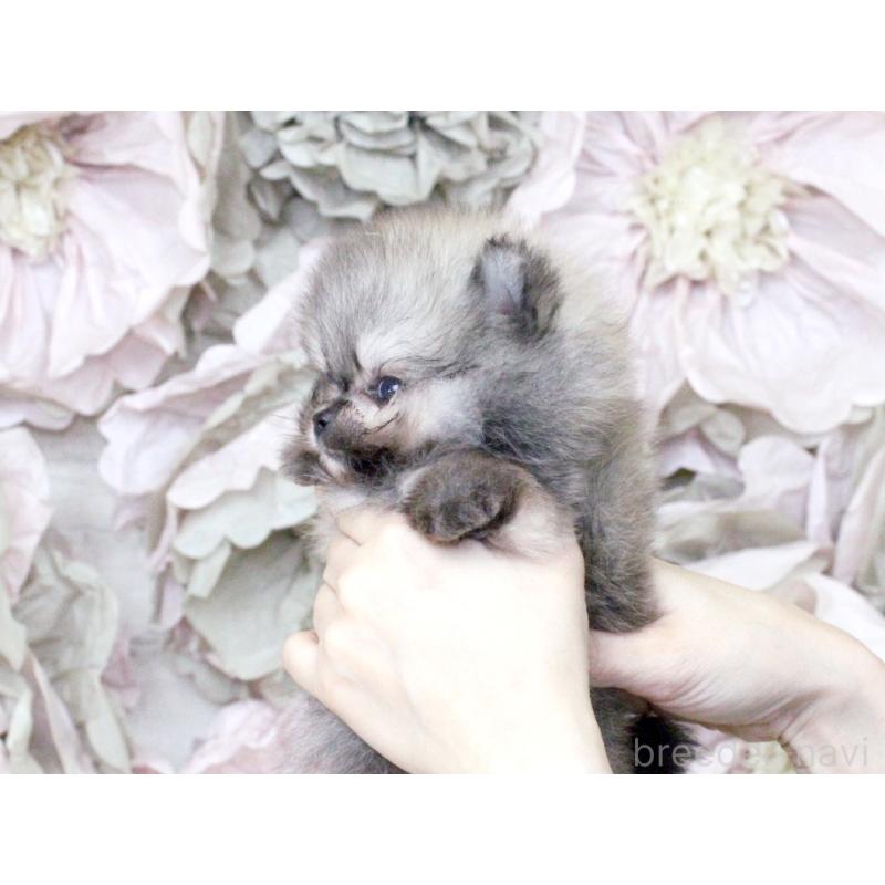 成約済の大阪府のポメラニアン-424564の6枚目