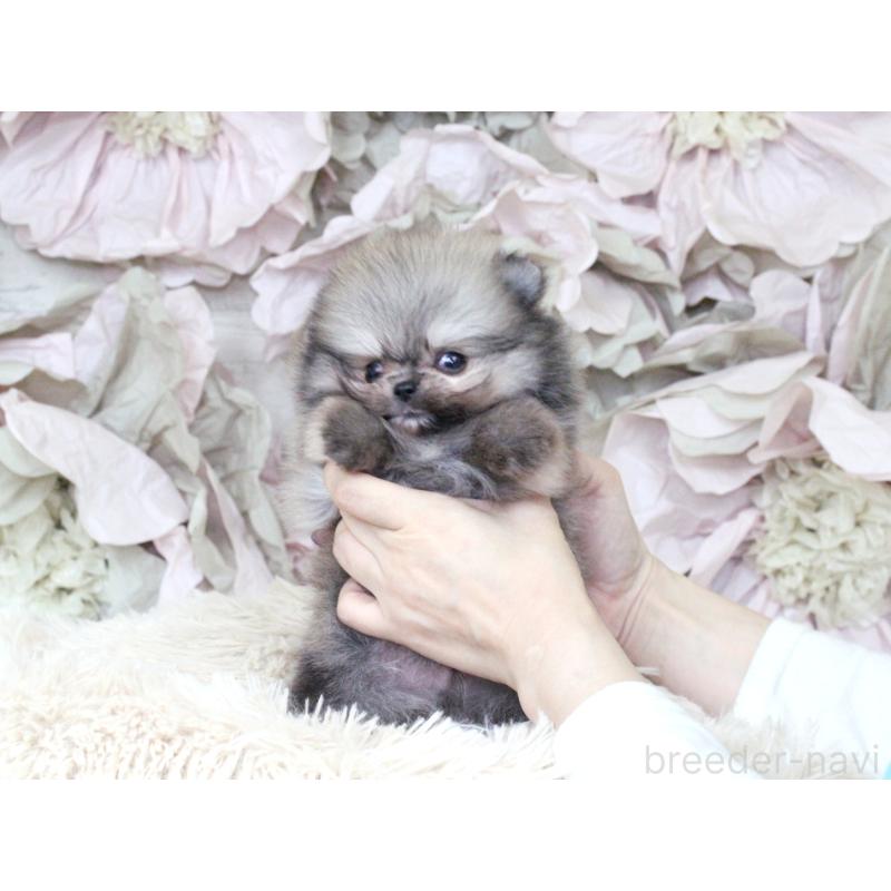 成約済の大阪府のポメラニアン-424564の5枚目