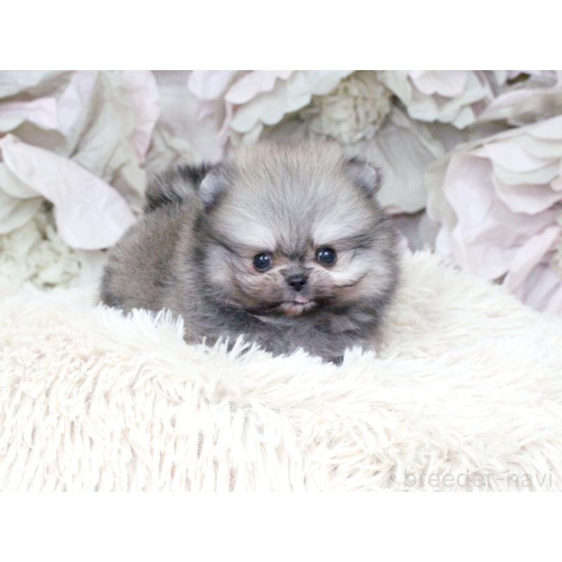 成約済の大阪府のポメラニアン-424564の4枚目