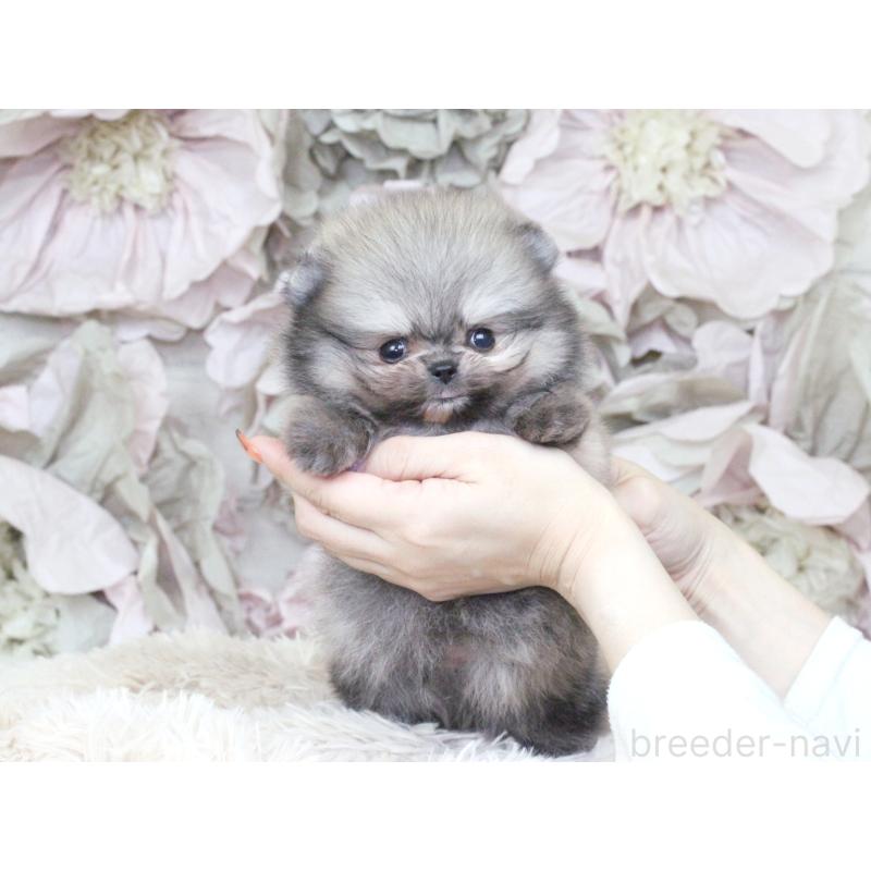 成約済の大阪府のポメラニアン-424564の2枚目