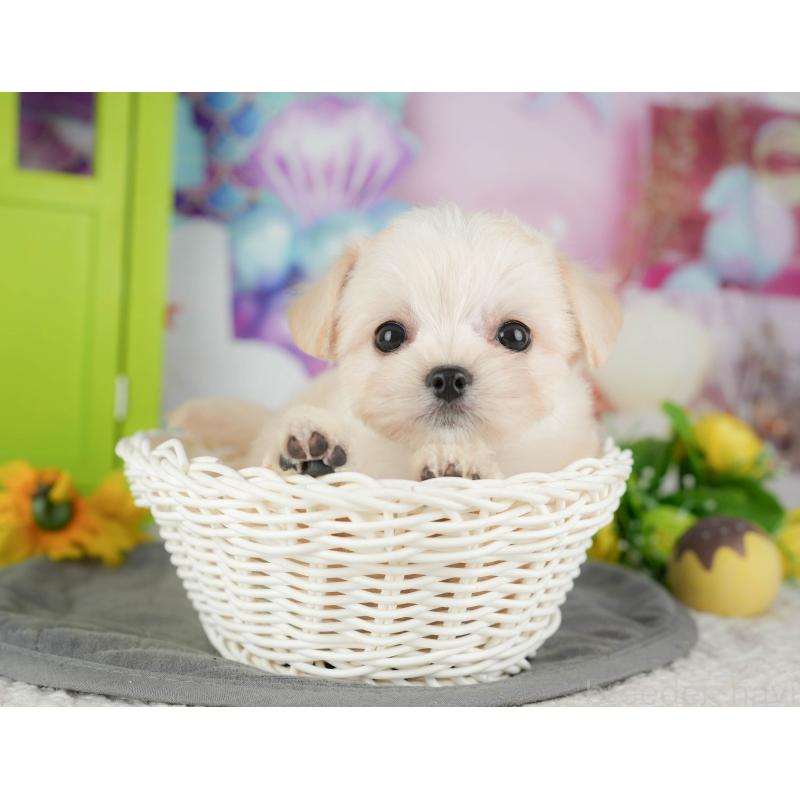 販売中の千葉県のミックス犬-427411の11枚目