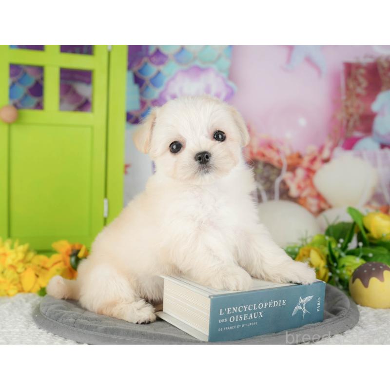 販売中の千葉県のミックス犬-427411の10枚目