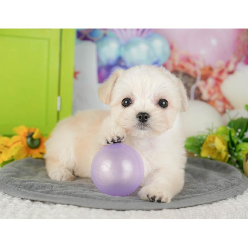 販売中の千葉県のミックス犬-427411の9枚目