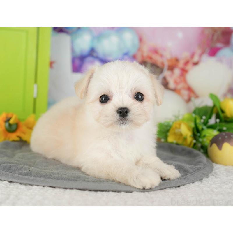 販売中の千葉県のミックス犬-427411の8枚目