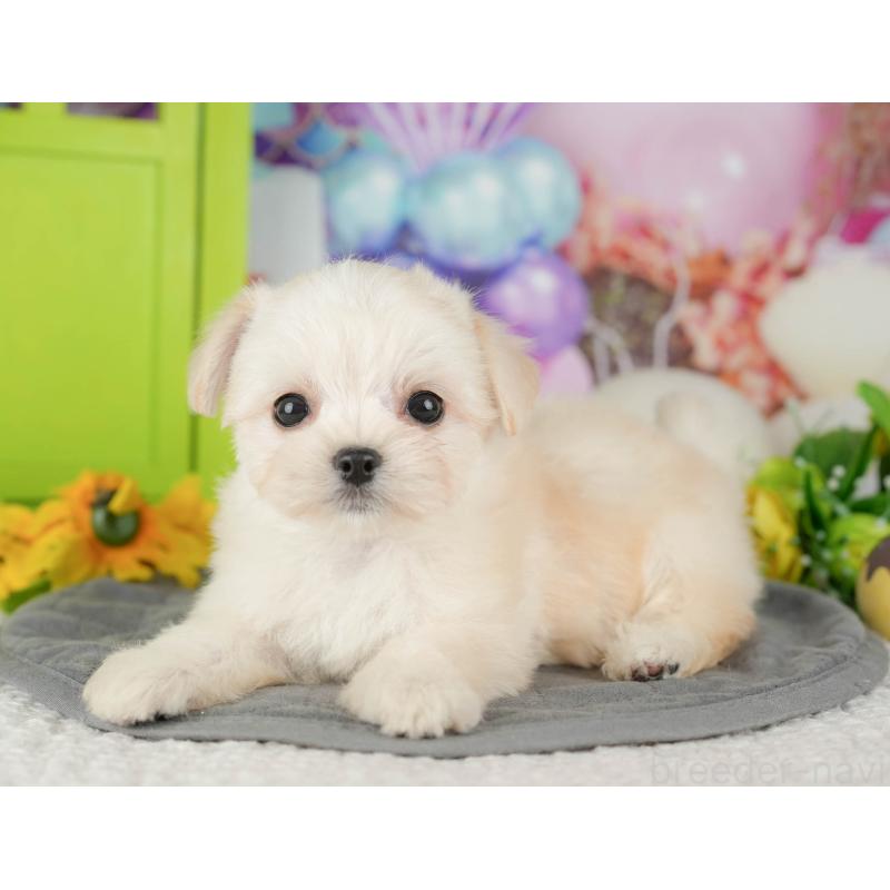 販売中の千葉県のミックス犬-427411の7枚目