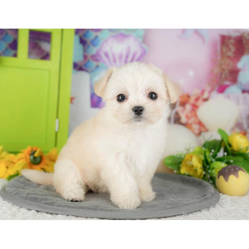 販売中の千葉県のミックス犬-427411の6枚目