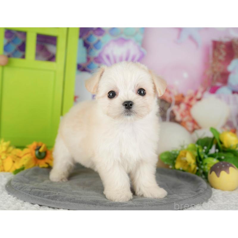 販売中の千葉県のミックス犬-427411の5枚目