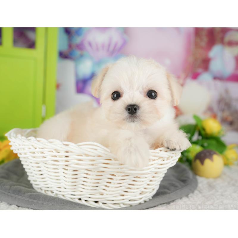 販売中の千葉県のミックス犬-427411の4枚目