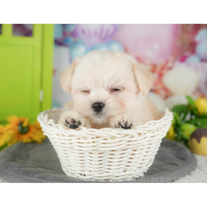 販売中の千葉県のミックス犬-427411の3枚目