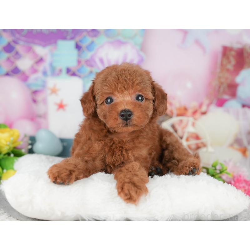 販売中の千葉県のトイプードル-427409の11枚目