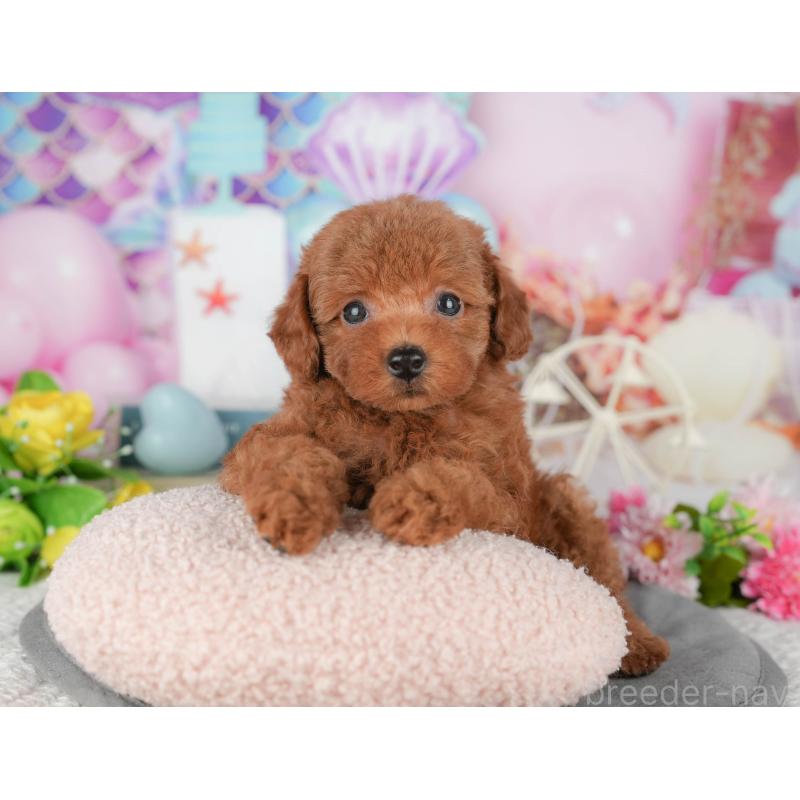 販売中の千葉県のトイプードル-427409の10枚目