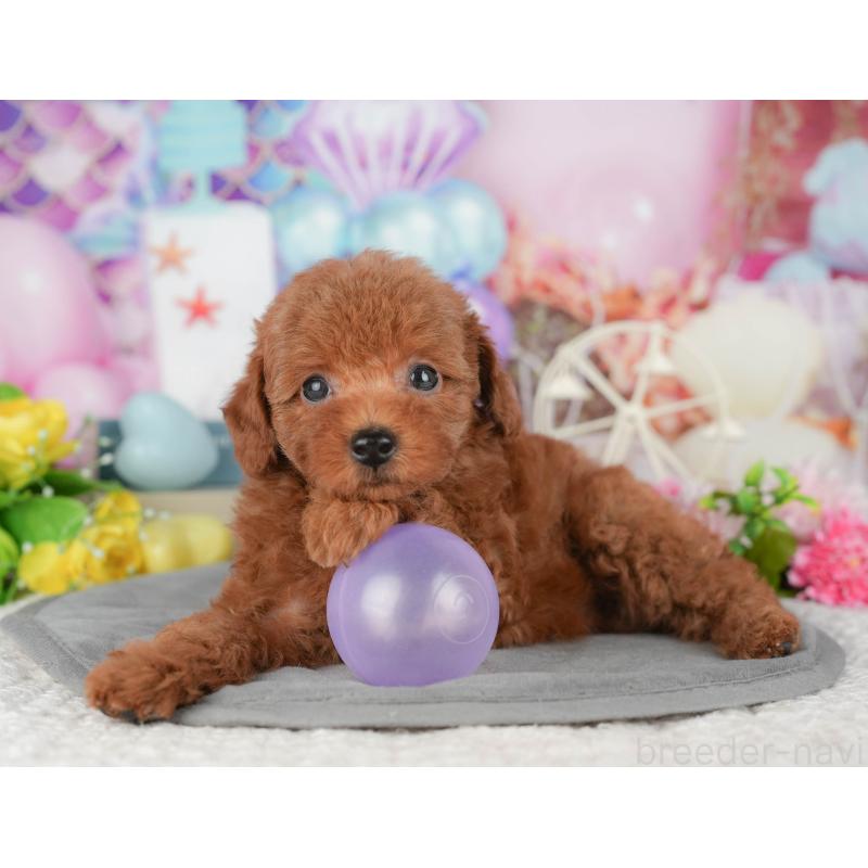 販売中の千葉県のトイプードル-427409の9枚目